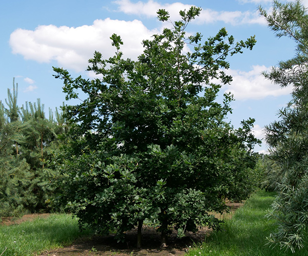 Treevolution woodside forest