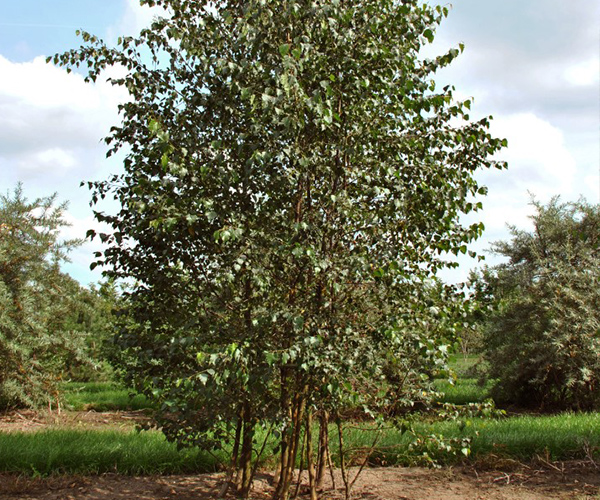 Treevolution woodside forest